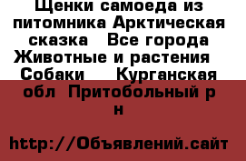 Щенки самоеда из питомника Арктическая сказка - Все города Животные и растения » Собаки   . Курганская обл.,Притобольный р-н